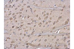 IHC-P Image ERP29 antibody detects ERP29 protein at cytosol on rat fore brain by immunohistochemical analysis. (ERP29 anticorps)