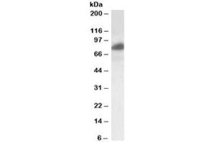 Western blot testing of HeLa lysate with RAB11FIP1 antibody at 0.