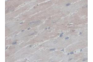 IHC-P analysis of Mouse Heart Tissue, with DAB staining. (PEX1 anticorps  (AA 172-377))