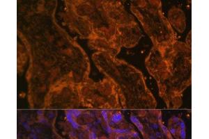 Immunofluorescence analysis of Human placenta using CD34 Polyclonal Antibody at dilution of 1:100. (CD34 anticorps)