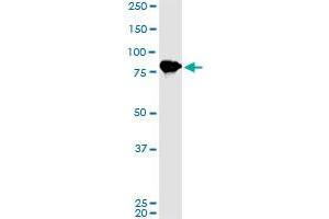 LETM1 monoclonal antibody (M02), clone 2C6. (LETM1 anticorps  (AA 601-708))