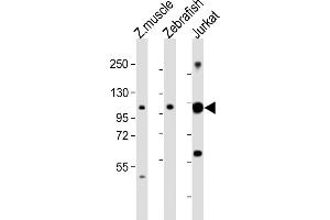 All lanes : Anti-srrt Antibody (C-Term) at 1:2000 dilution Lane 1: Zebrafish muscle lysates Lane 2: Zebrafish lysates Lane 3: Jurkat whole cell lysates Lysates/proteins at 20 μg per lane. (SRRT anticorps  (AA 733-766))
