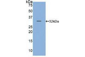 Western blot analysis of recombinant Mouse CFLAR. (FLIP anticorps  (AA 210-460))
