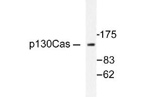 Image no. 1 for anti-Breast Cancer Anti-Estrogen Resistance 1 (BCAR1) antibody (ABIN271903) (BCAR1 anticorps)