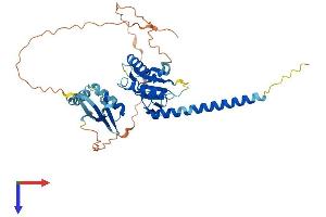 Schlafen-Like 1 (SLFNL1) (AA 1-407) protein (His tag)