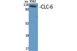 Western Blot (WB) analysis of specific cells using CLC-6 Polyclonal Antibody. (CLCN6 anticorps  (Internal Region))