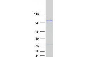 Validation with Western Blot (DHX58 Protein (Myc-DYKDDDDK Tag))
