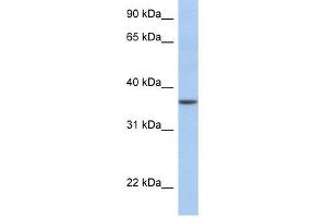 DNAJC25 antibody used at 1 ug/ml to detect target protein.