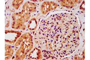 IHC image of ABIN7157138 diluted at 1:200 and staining in paraffin-embedded human kidney tissue performed on a Leica BondTM system. (IST1 anticorps  (AA 172-284))