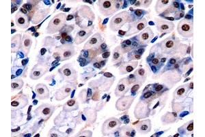 DAB staining on IHC-P; Samples: Mouse Stomach Tissue