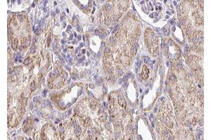 ABIN6272917 at 1/100 staining Mouse kidney tissue by IHC-P.