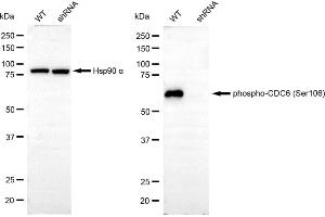 Western blotting analysis using phospho-CDC6 (Ser106) antibody (ABIN7798017). (Recombinant CDC6 anticorps  (pSer106))