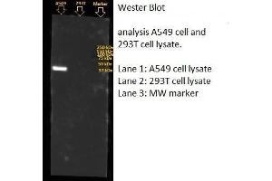 Western Blotting (WB) image for anti-Annexin A1 (ANXA1) (AA 1-346) antibody (ABIN5564951) (Annexin a1 anticorps  (AA 1-346))