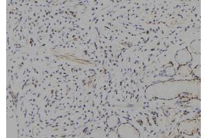 ABIN6277776 at 1/100 staining Human gastric tissue by IHC-P. (HES1 anticorps  (Internal Region))