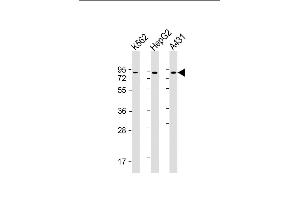 All lanes : Anti-GOLGA5 Antibody at 1:2000 dilution Lane 1: K562 whole cell lysate Lane 2: HepG2 whole cell lysate Lane 3: A431 whole cell lysate Lysates/proteins at 20 μg per lane. (GOLGA5 anticorps  (AA 1-300))