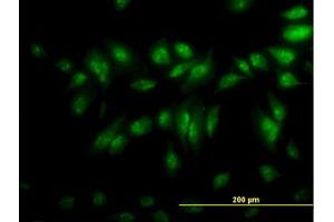 Image no. 4 for anti-CLK3 (CLK3) (AA 36-136) antibody (ABIN598615) (CLK3 anticorps  (AA 36-136))