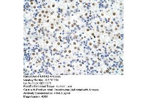 Rabbit Anti-HNRPA3 Antibody  Paraffin Embedded Tissue: Human Liver Cellular Data: Hepatocytes Antibody Concentration: 4.