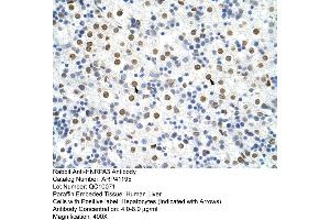 Rabbit Anti-HNRPA3 Antibody  Paraffin Embedded Tissue: Human Liver Cellular Data: Hepatocytes Antibody Concentration: 4. (HNRNPA3 anticorps  (N-Term))