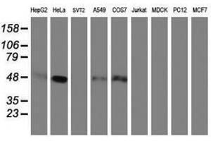 Image no. 4 for anti-Plasminogen Activator Inhibitor 1 (SERPINE1) antibody (ABIN1499717)