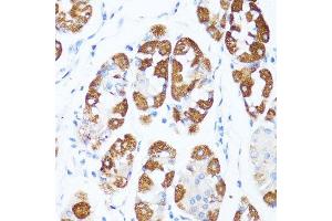 Immunohistochemistry of paraffin-embedded human stomach using CYCS antibody. (Cytochrome C anticorps  (AA 1-105))