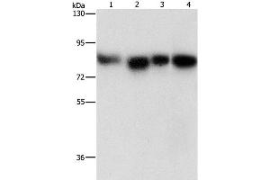 Western Blot analysis of Hela, 231, hepG2 and Raji cell using MAD1L1 Polyclonal Antibody at dilution of 1:500 (MAD1L1 anticorps)