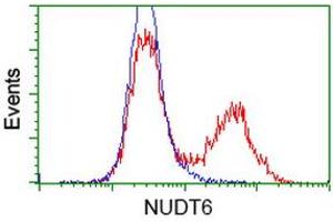 HEK293T cells transfected with either RC203470 overexpress plasmid (Red) or empty vector control plasmid (Blue) were immunostained by anti-NUDT6 antibody (ABIN2454184), and then analyzed by flow cytometry. (NUDT6 anticorps)