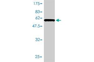 Western Blot detection against Immunogen (60.