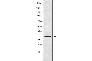 Western blot analysis of AQP8 using 293 whole cell lysates (Aquaporin 8 anticorps  (N-Term))