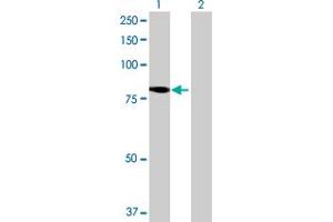 Western Blot analysis of KIAA1841 expression in transfected 293T cell line by KIAA1841 MaxPab polyclonal antibody. (KIAA1841 anticorps  (AA 1-707))