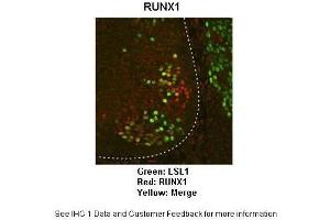 Sample Type :  Mouse embryonic d13 spinal motor neurons  Primary Antibody Dilution :  1:1000  Secondary Antibody :  Donkey anti rabbit IgG Alexa 594  Secondary Antibody Dilution :  1:1000  Color/Signal Descriptions :  RUNX1: Red LSL1:: Green  Gene Name :  RUNX1   Submitted by :  Anonymous