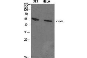 Western Blot (WB) analysis of specific cells using c-Fos Polyclonal Antibody. (c-FOS anticorps  (N-Term))