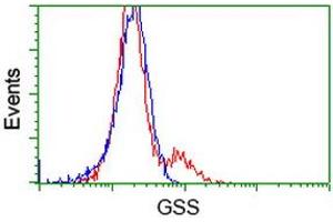 HEK293T cells transfected with either RC203174 overexpress plasmid (Red) or empty vector control plasmid (Blue) were immunostained by anti-GSS antibody (ABIN2453904), and then analyzed by flow cytometry. (Glutathione Synthetase anticorps)