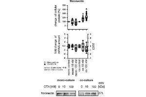Western Blot of Anti-Fibronectin Antibody.