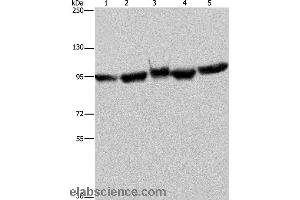 Western blot analysis of A549 and 293T cell, mouse brain tissue, K562 and Hela cell, using HSP90AA1 Polyclonal Antibody at dilution of 1:350 (HSP90AA2 anticorps)