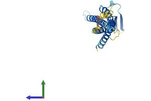 AlphaFold protein structure predicition of Mouse Recombinant Cldn22 Protein, UniprotID Q9D7U6