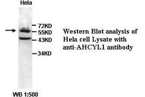 Image no. 1 for anti-Adenosylhomocysteinase-Like 1 (AHCYL1) (C-Term) antibody (ABIN791073)