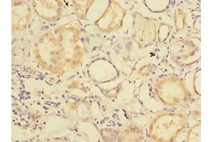 Immunohistochemistry of paraffin-embedded human kidney tissue using ABIN7151160 at dilution of 1:100 (RNF181 anticorps  (AA 2-153))