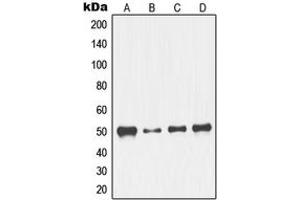 Western blot analysis of NFYC expression in K562 (A), NIH3T3 (B), HeLa (C), Jurkat (D) whole cell lysates.