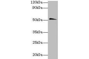 Western blot All lanes: Chrna1 antibody at 2 μg/mL + Hela whole lysate Secondary Goat polyclonal to rabbit IgG at 1/10000 dilution Predicted band size: 52 kDa Observed band size: 52 kDa (CHRNA1 anticorps  (AA 21-230))