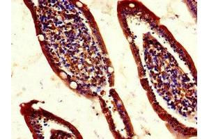 Immunohistochemistry of paraffin-embedded human small intestine tissue using ABIN7158464 at dilution of 1:100 (REG1A anticorps  (AA 23-166))