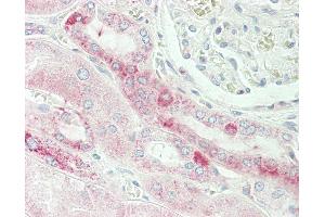 Anti-TMEM214 / FLJ20254 antibody IHC staining of human kidney. (TMEM214 anticorps  (AA 38-66))