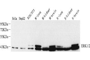 Western Blot analysis of various samples using ERK1/2 Monoclonal Antibody at dilution of 1:1000. (ERK1/2 anticorps)