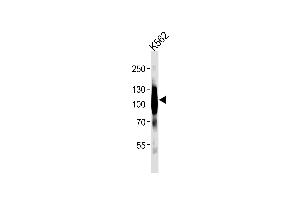 Western blot analysis of lysates from K562 cell line ,using mGluR6 Antibody (ABIN483908 and ABIN1533291). (Metabotropic Glutamate Receptor 6 anticorps)