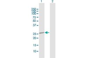 Western Blot analysis of OTUB2 expression in transfected 293T cell line by OTUB2 MaxPab polyclonal antibody.
