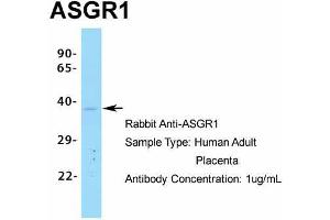 Host:  Rabbit  Target Name:  ASGR1  Sample Type:  Human Adult Placenta  Antibody Dilution:  1.