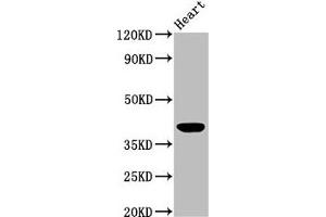 Western Blot Positive WB detected in: Mouse heart tissue All lanes: LGALS9 antibody at 3 μg/mL Secondary Goat polyclonal to rabbit IgG at 1/50000 dilution Predicted band size: 40, 36, 35, 27, 26, 39 kDa Observed band size: 40 kDa (Galectin 9 anticorps  (AA 1-323))