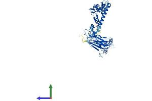 AlphaFold protein structure predicition of Human Recombinant TRAF4 Protein, UniprotID Q9BUZ4