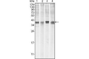 Western Blot showing MCL1 antibody used against Hela (1), BCBL-1 (2), Jurkat (3) and HL60 (4) cell lysate.