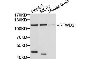 Western blot analysis of extracts of various cell lines, using RFWD2 antibody (ABIN5998692) at 1/1000 dilution. (RFWD2 anticorps)