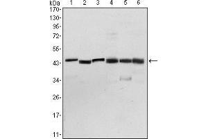 Western blot analysis using PDK1 mouse mAb against NIH/3T3 (1), Hela (2), Jurkat (3), HepG2 (4), PC-12 (5), and Cos7 (6) cell lysate.
